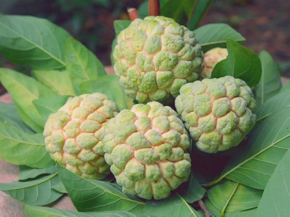 Na dai Bồ Lý